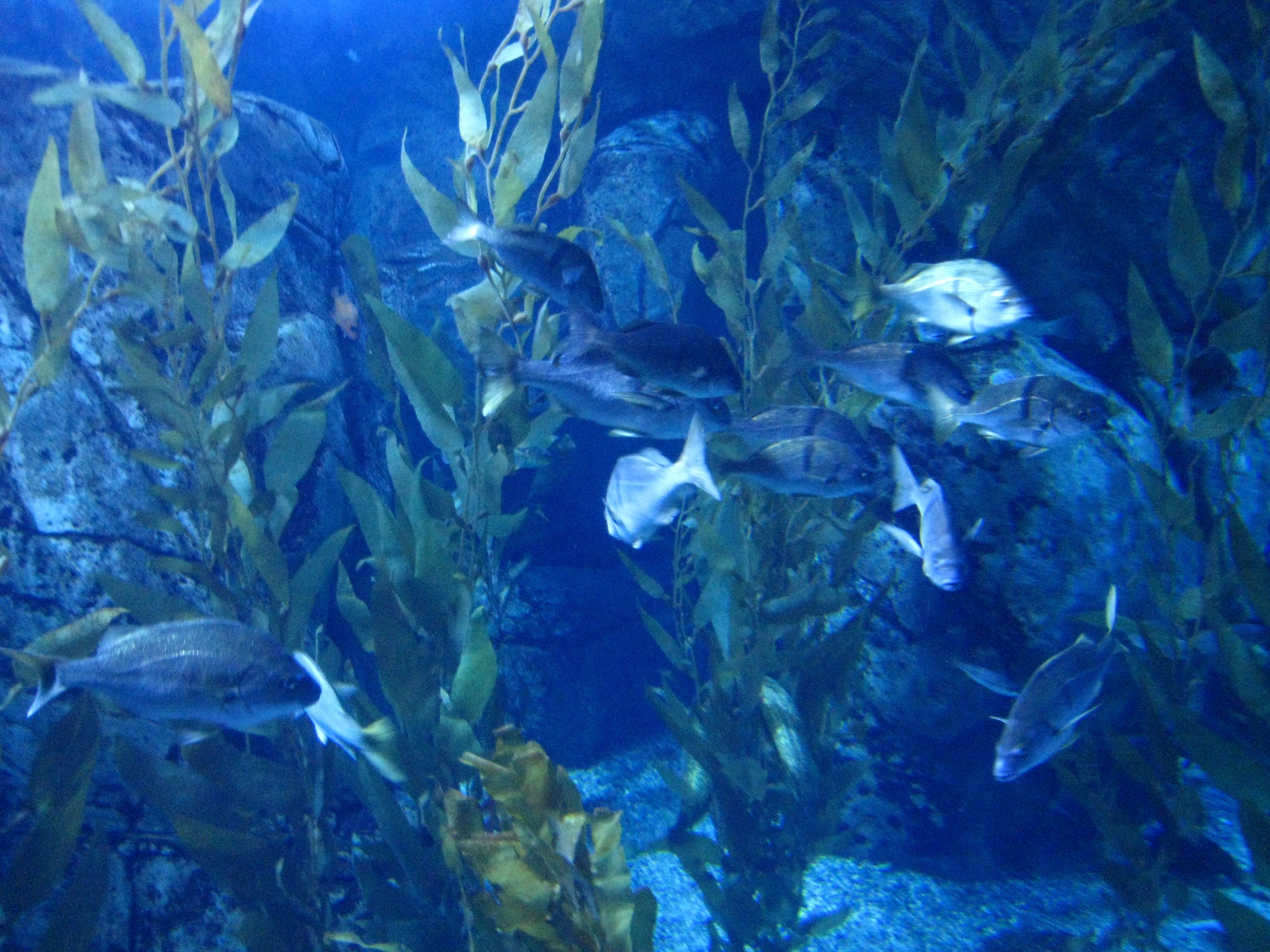 Download this Long Beach Aquarium Oct picture