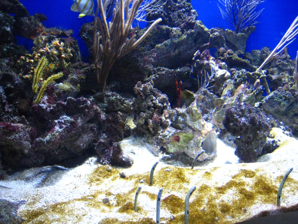 Download this Long Beach Aquarium Jan picture