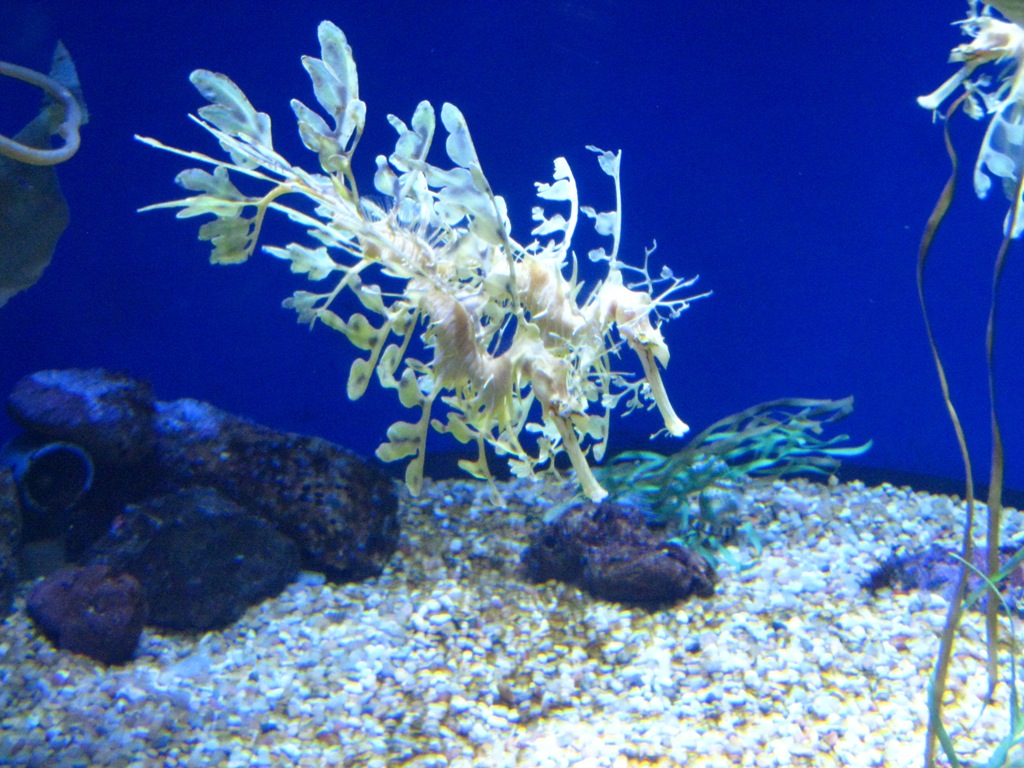Aquarium of the Pacific, Long Beach | Maven's Photoblog