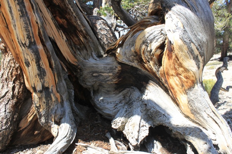 Bristlecone Pine Forest Aug 2012 #18