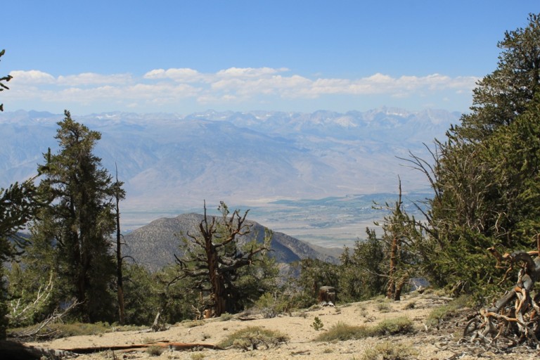 Bristlecone Pine Forest Aug 2012 #21