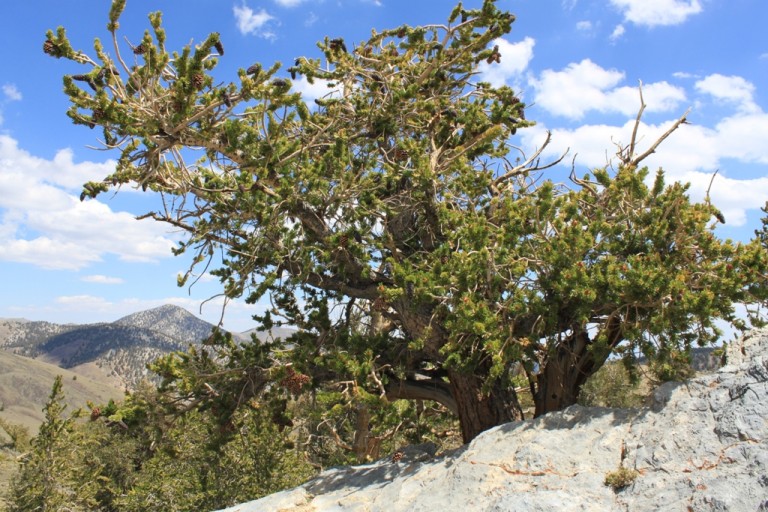 Bristlecone Pine Forest Aug 2012 #25