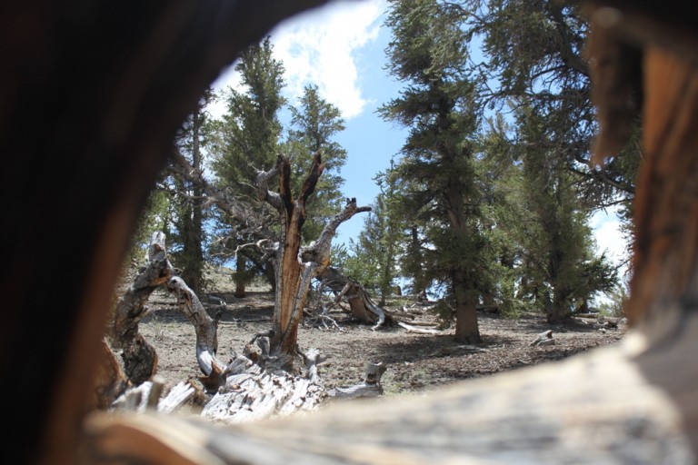 Bristlecone Pine Forest Aug 2012 #36