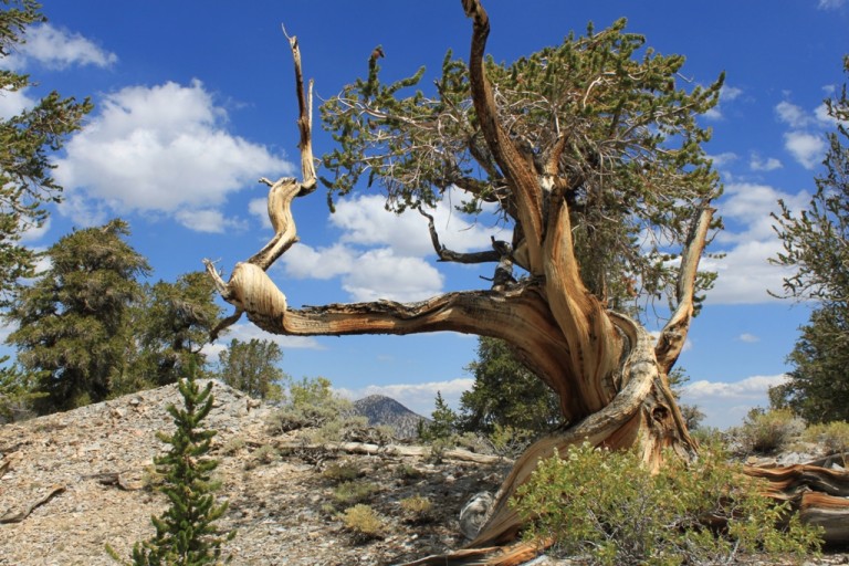 Bristlecone Pine Forest Aug 2012 #42