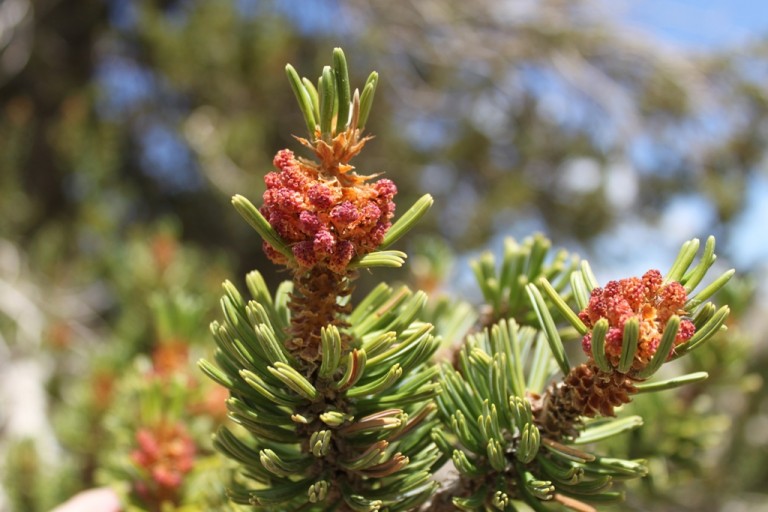 Bristlecone Pineforest close up Aug 2012 #14