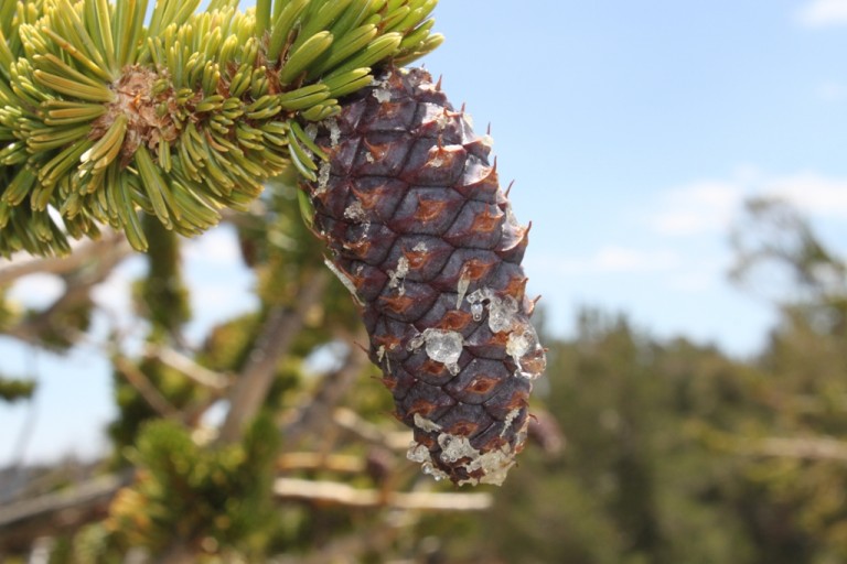 Bristlecone Pineforest close up Aug 2012 #3