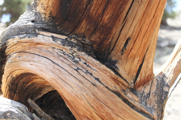 Bristlecone Pineforest close up Aug 2012 #6