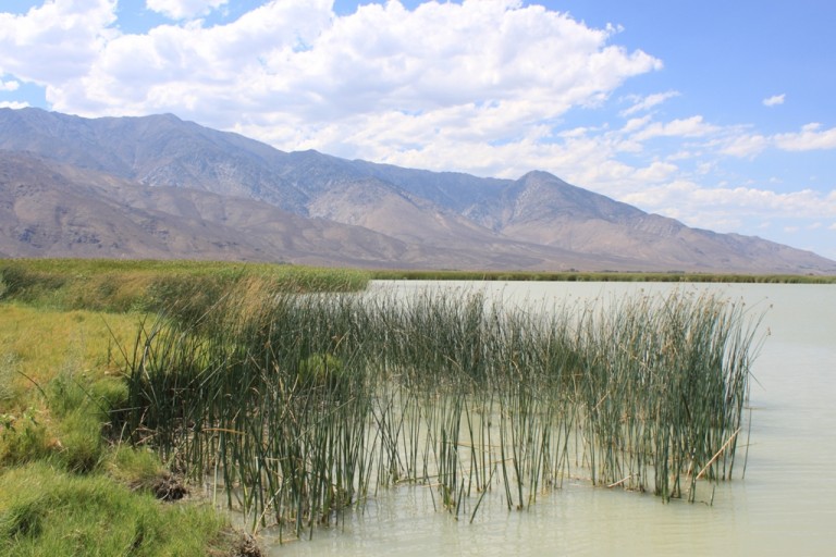 Klondike Lake wetlands Aug 2012 #11