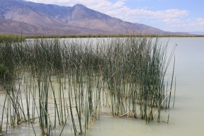 Klondike Lake wetlands Aug 2012 #13 – Maven's Photoblog