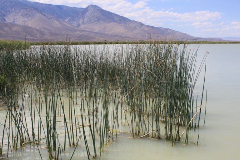 Klondike Lake wetlands Aug 2012 #13