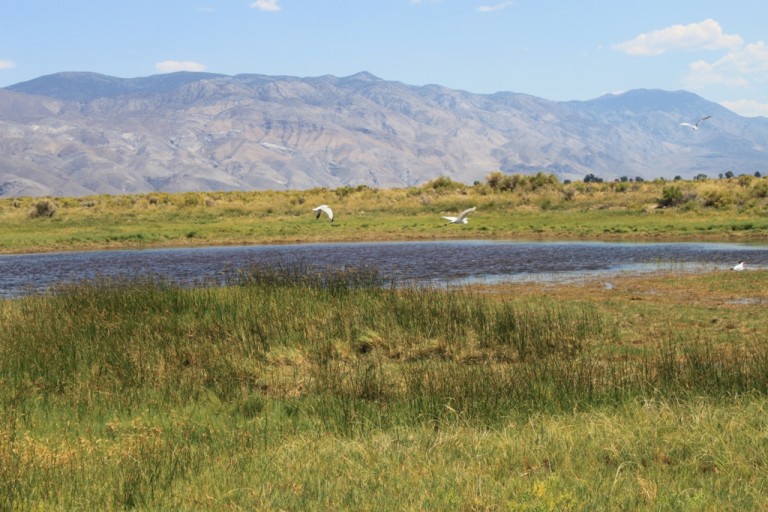 Klondike Lake wetlands Aug 2012 #3