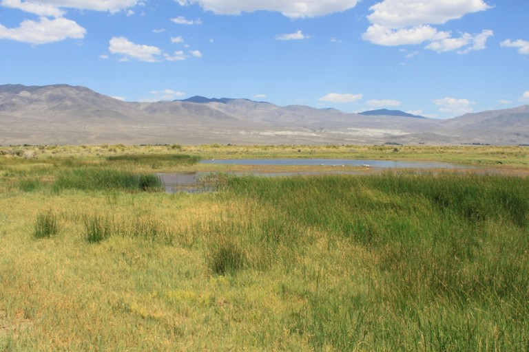 Klondike Lake wetlands Aug 2012 #7