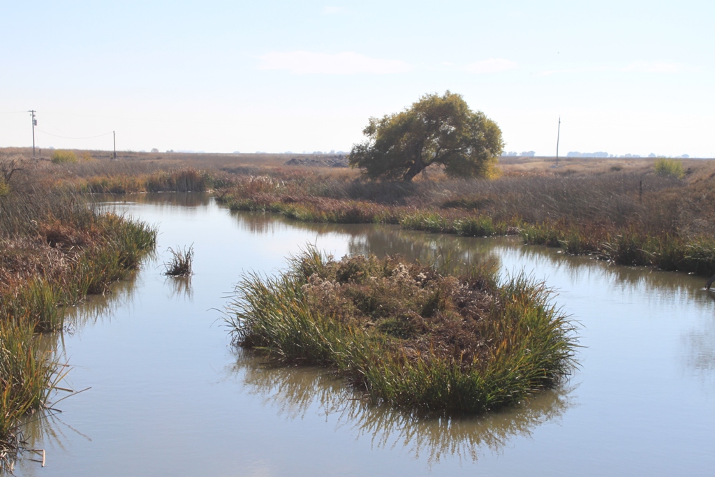 Salt-Slough-by-San-Luis-NWR-Nov-2013-1.jpg