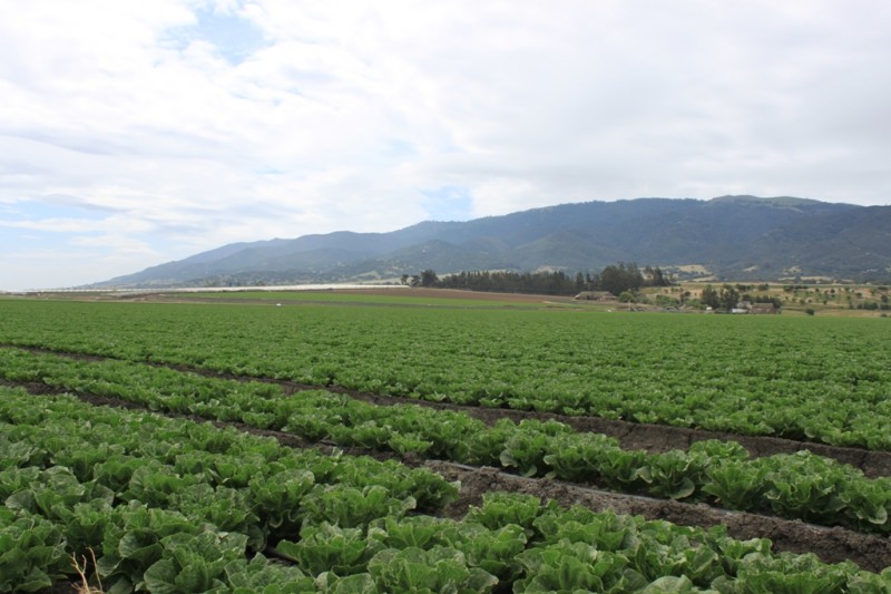 Fear not for your salad: The Salinas Valley is growing things – Maven's ...